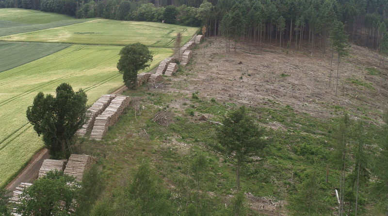 Hessens Waldbesitzer fordern schnelle Liquiditätshilfe