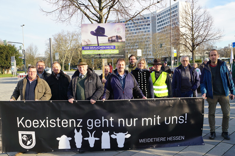 Zunehmend Probleme mit Wölfen in Hessen