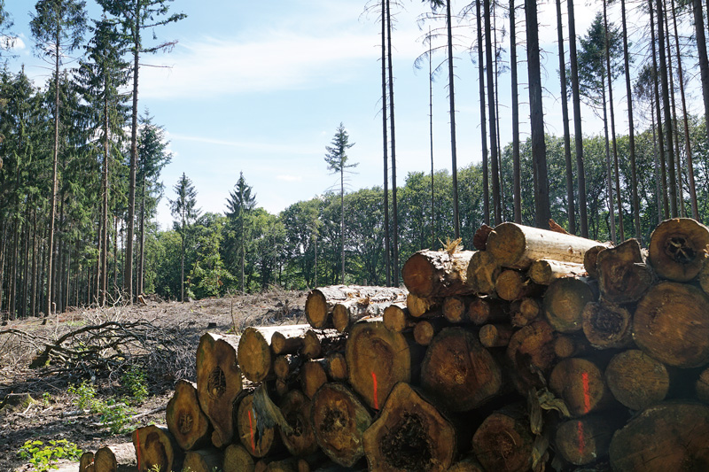 Weiteres Hilfspaket des Bundes für den heimischen Wald