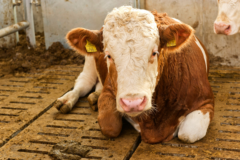 Stockende Fleischnachfrage bremst Jungbullenhandel aus