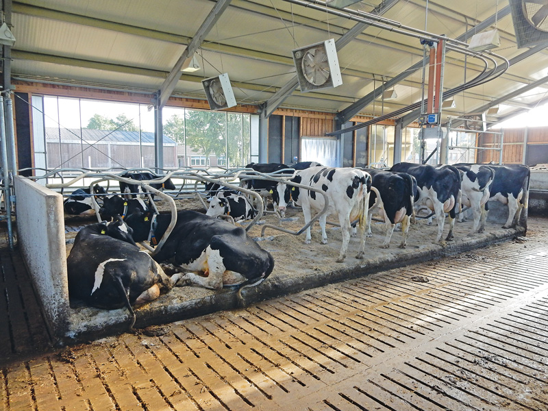 Sauberkeit ist ein Tierwohlindikator