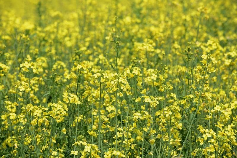 Zu wenig Niederschlag bis zum Ende der Blüte