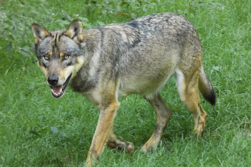 Gemeinsam mit Weidetierhaltern Lösungen entwickeln 