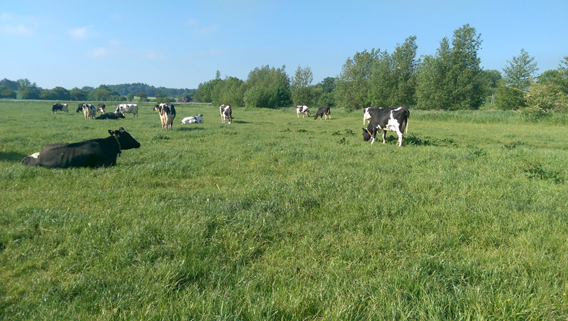 Neospora caninum als Abortursache