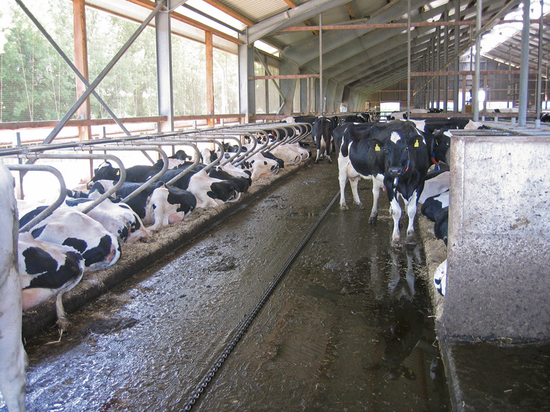 Lösungen für zukünftige Rinderställe 