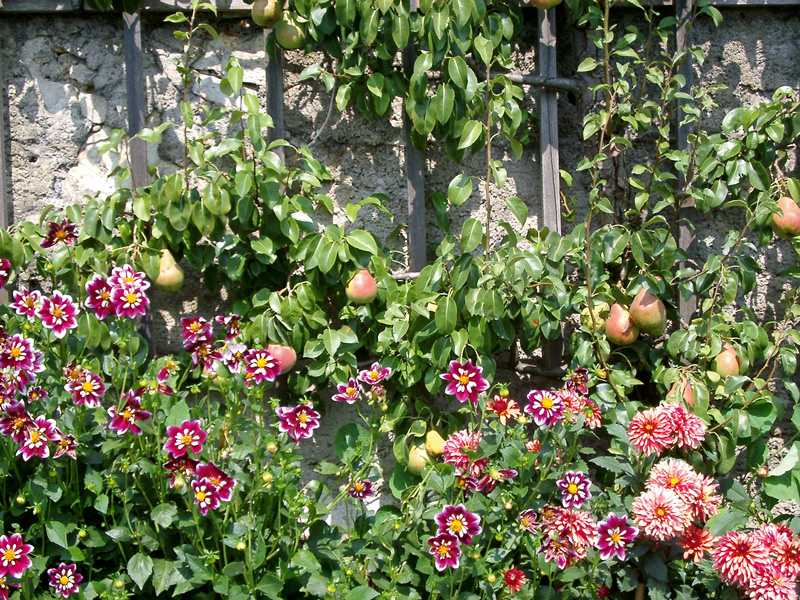 lw-heute.de – Die richtigen Birnensorten für große und kleine Gärten