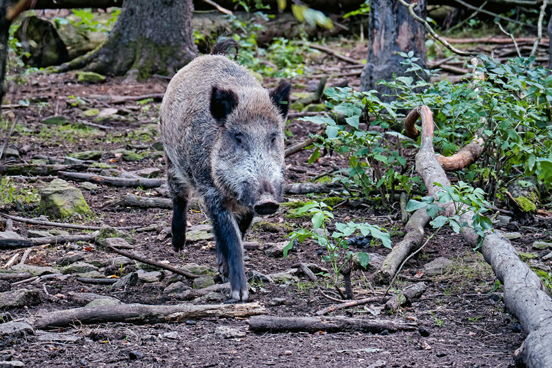 Zahl der mit ASP infizierten Wildschweine steigt weiter