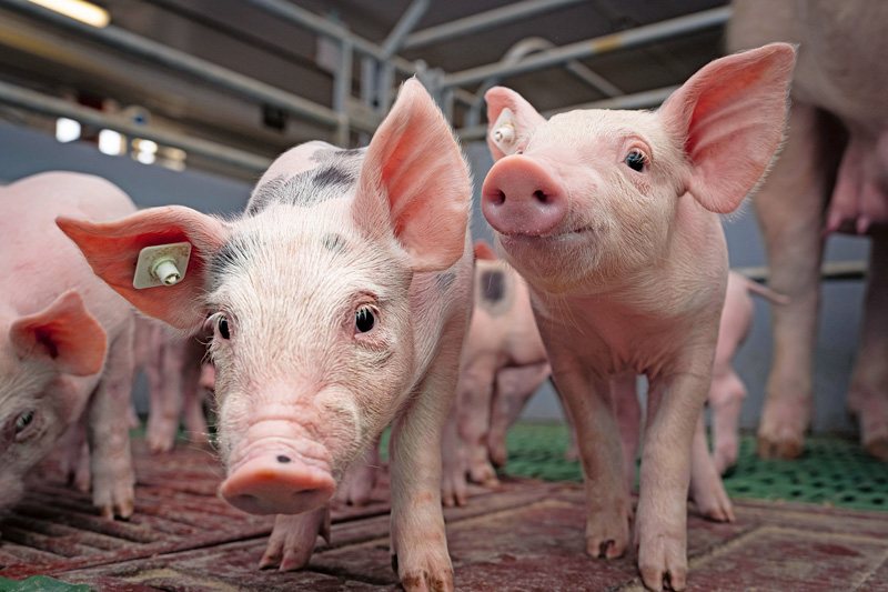 Leichte Ferkel anders füttern?