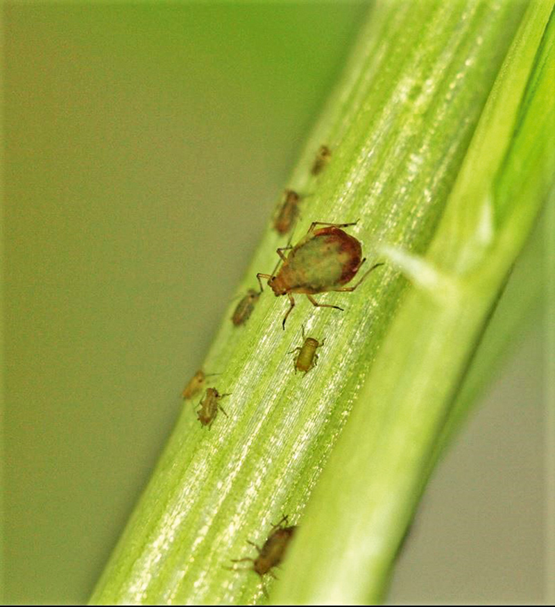 Langzeituntersuchung zu Insektenfängen ausgewertet