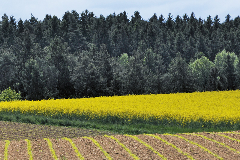 Auswirkungen des Klimawandels auf landwirtschaftliche Erträge