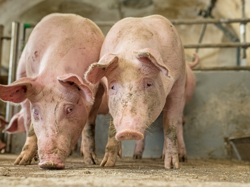 Schweinemast im WJ 2019/20: wie gewonnen, so zerronnen
