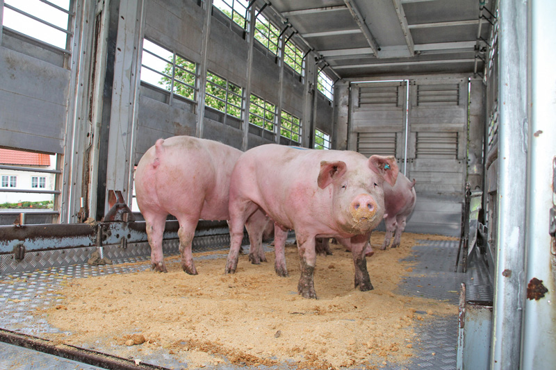 Neues Jahr beginnt mit stabilen Schlachtschweinenotierungen