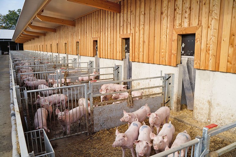 Tierwohl bei Schweineställen im Fokus