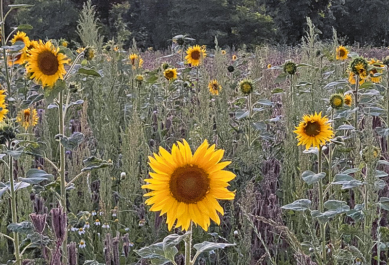 Sonnenblumen rauf, Sommerraps runter