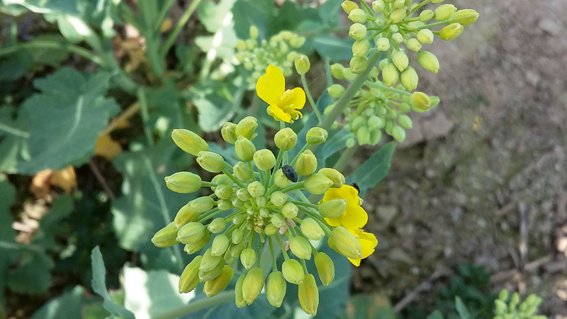 Frühjahrsschädlinge vor der Rapsblüte – worauf ist zu achten?