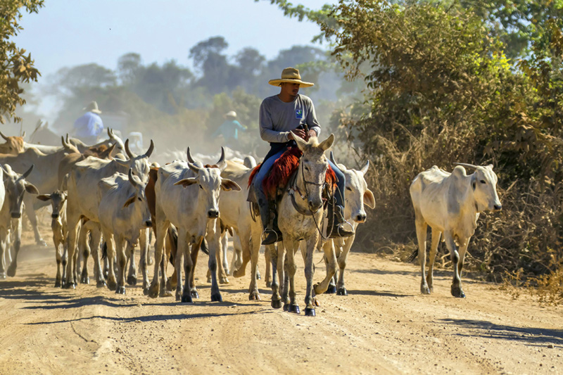 Mercosur-Abkommen mit oder ohne Veto?