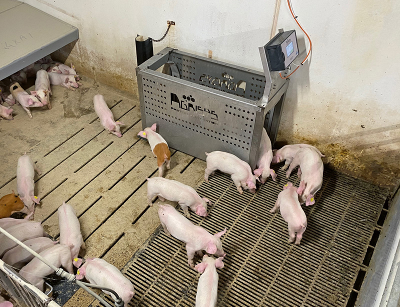Neuheiten Schweinehaltung bei der Eurotier digital