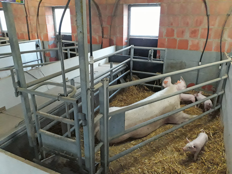 Bio-Schweinehaltung ist eine Nische