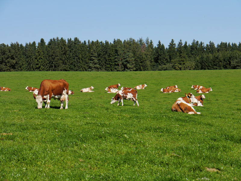 Düngen gegen Unkräuter und tierische Schädlinge