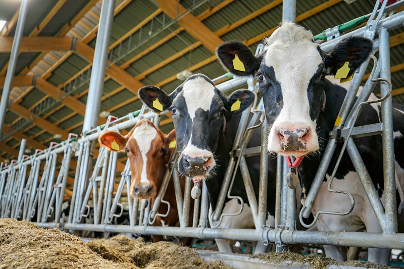 Sensortechnik hilft, optimalen Besamungstermin zu finden