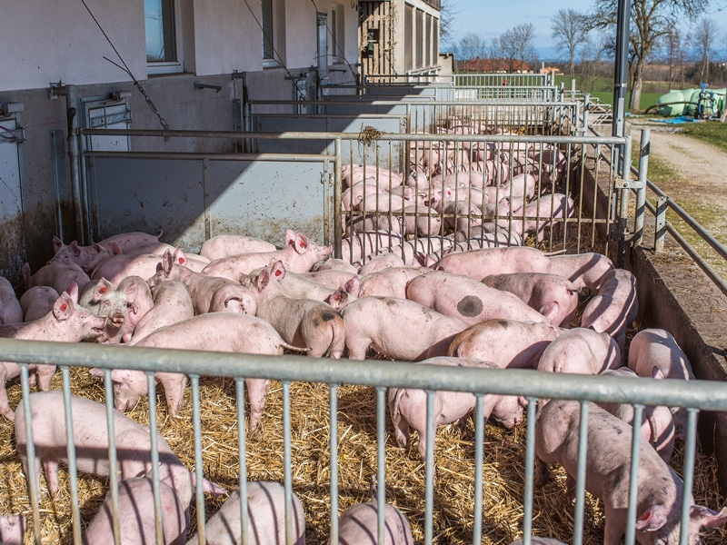 „Verbraucher sind keine Tierwohlexperten“