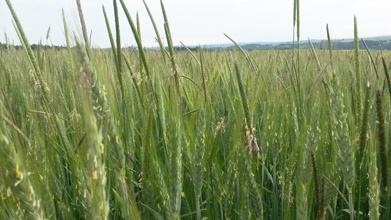 Herbizide im Getreide – nach Herbstvorlage kontrollieren