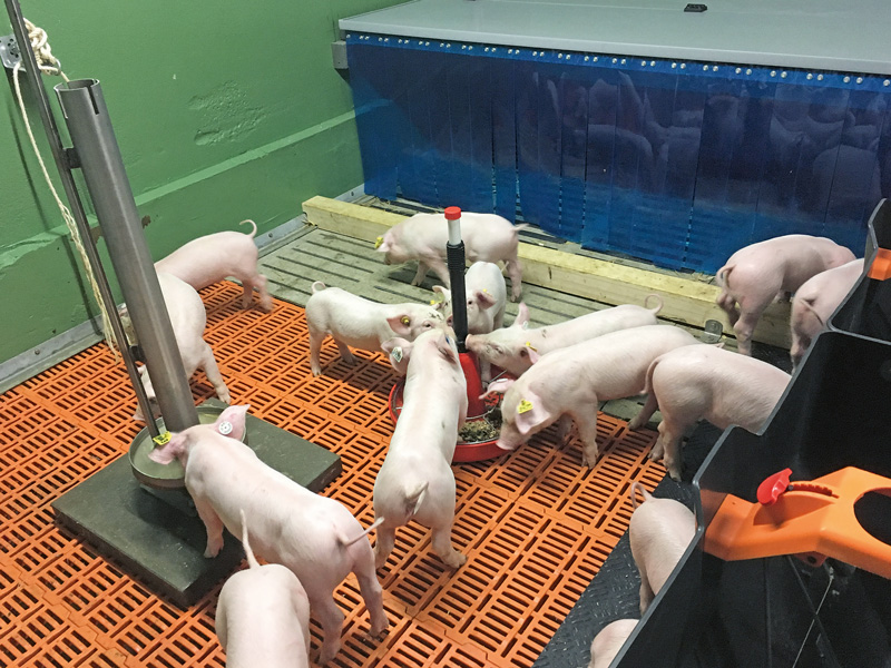 Schweine stärker beschäftigen
