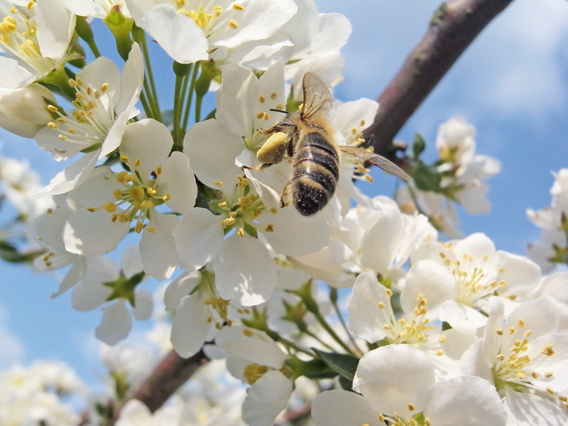 Frost macht den Bienen nichts aus