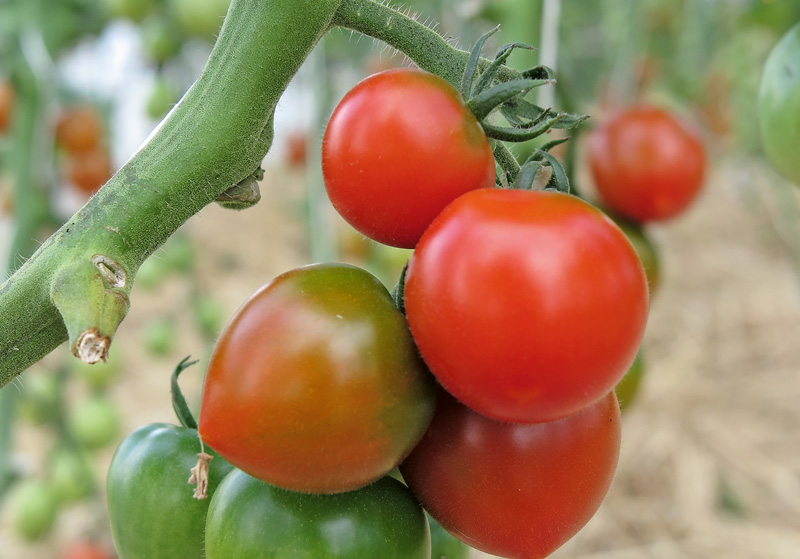 Köstliche Tomaten im heimischen Garten anbauen