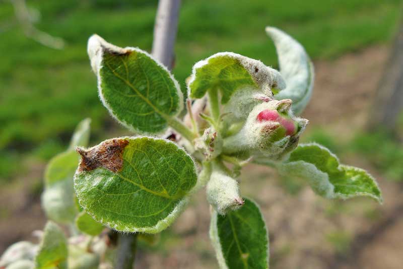 Befall vorbeugen: Apfelbaumgespinstmotte
