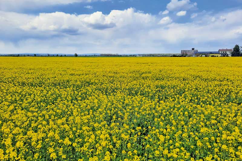 Sclerotinia-Infektionsrisiko deutlich höher als 2020