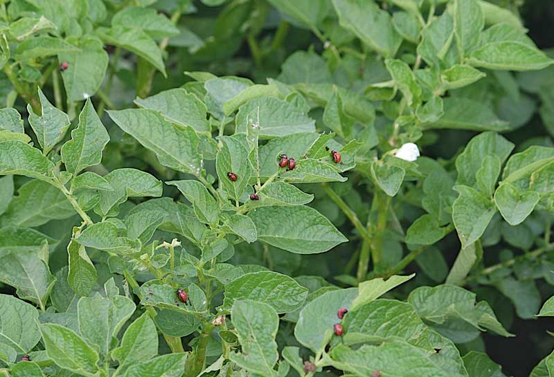 Es ist nur noch ein Neonicotinoid zugelassen