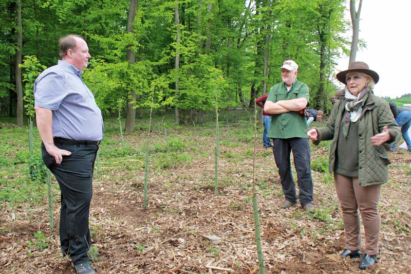 Forstpolitik und praktischer Waldbau in Bellersheim