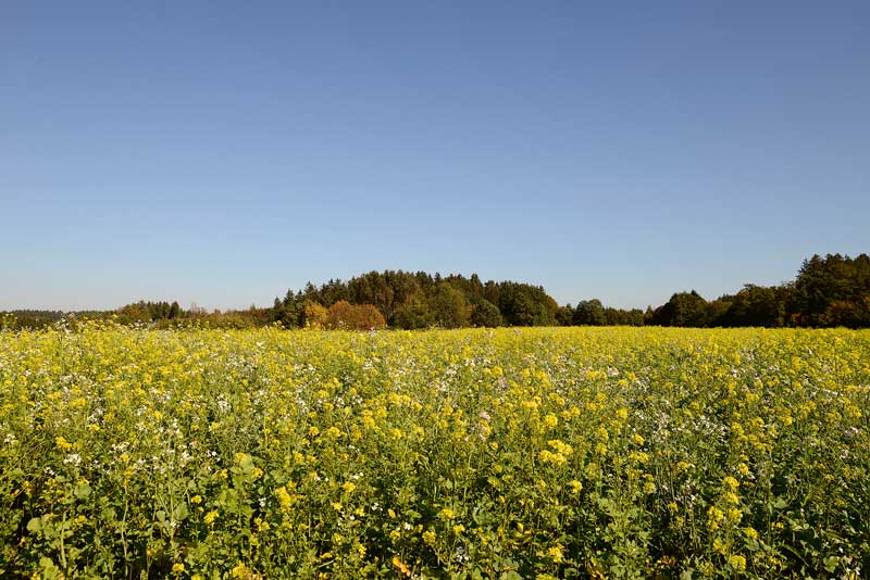 Der Zwischenfruchtanbau bietet viele Möglichkeiten