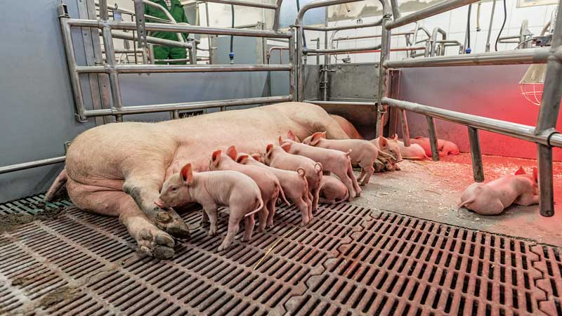 Wurfqualität ist wichtig, bezahlt wird aber je Ferkel