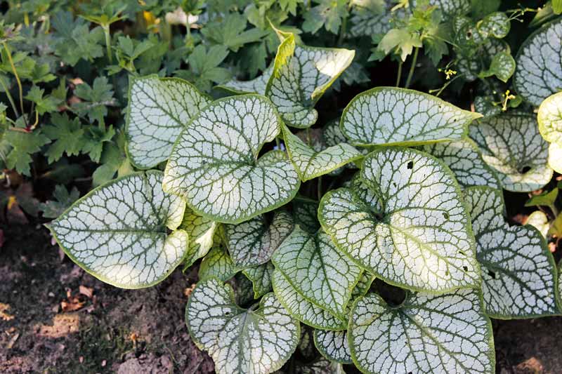 Bodendeckende Stauden für den Garten