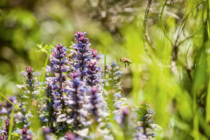 Grünes Licht für das Insektenschutzpaket