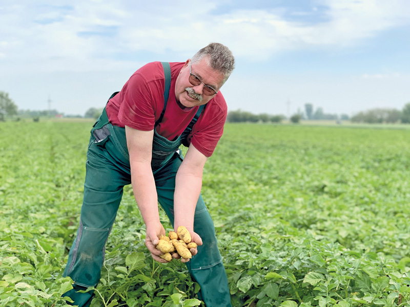 Das kalte Frühjahr forderte die „Pfälzer Grumbeere“-Betriebe