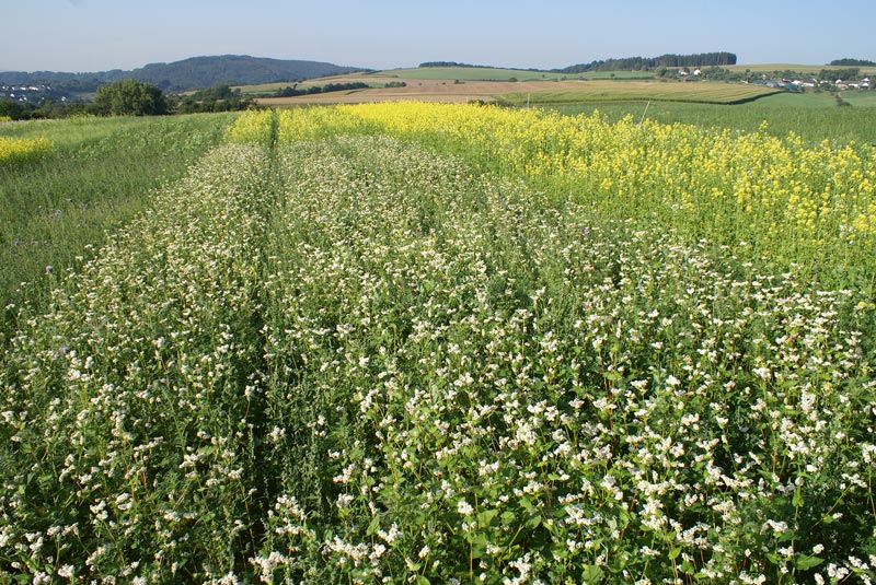 Die Maisaussaat beginnt mit der Zwischenfrucht im Herbst