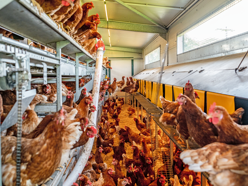 Strategien gegen die Rote Vogelmilbe in Legehennenbeständen