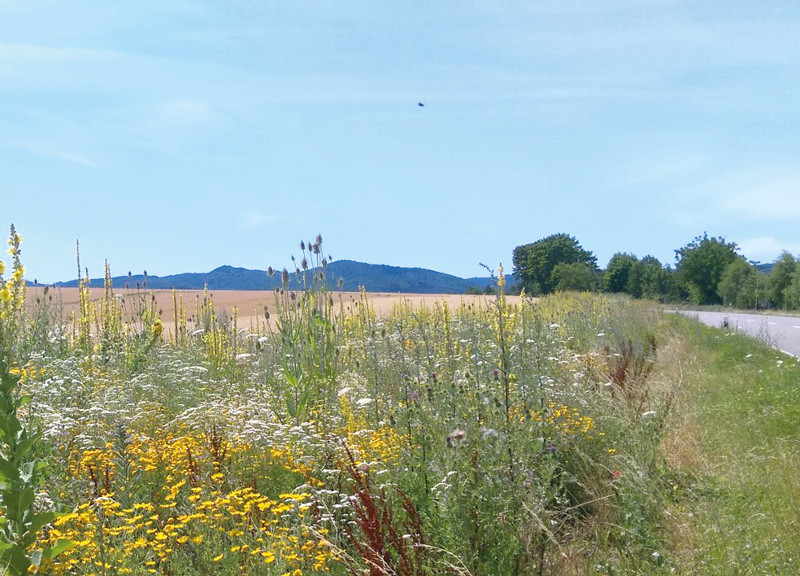 Im Sinne der Artenvielfalt – vorbildliches Landschaftsprojekt