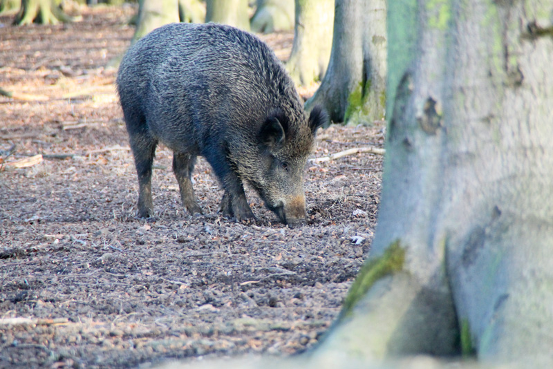 Schweinepest – Nein Danke! Was kann getan werden?