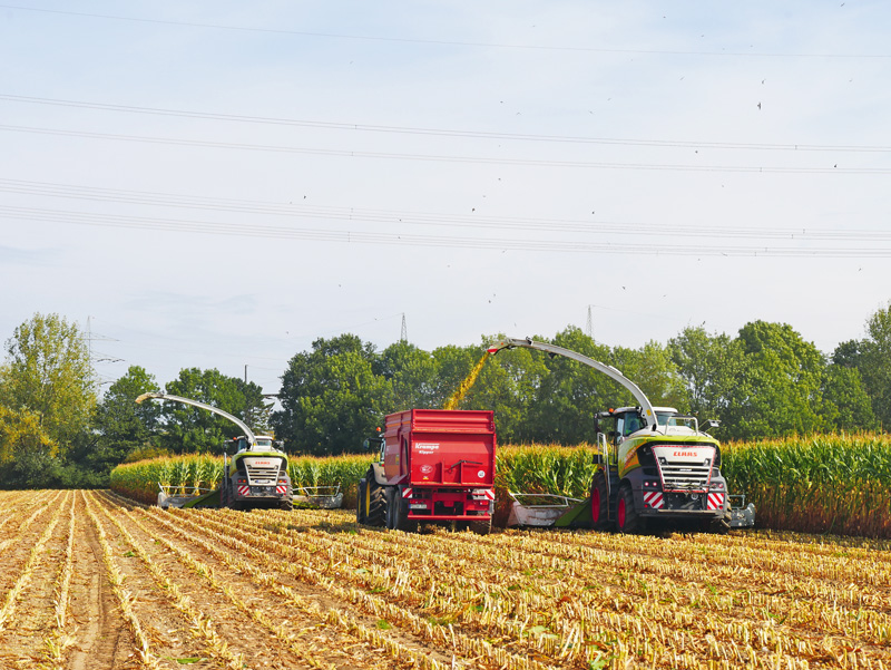 Shredlage oder Kurzschnitt-Maissilage?