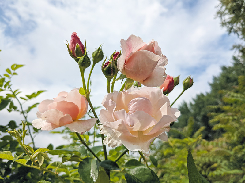 Köstliches aus Rosenblüten