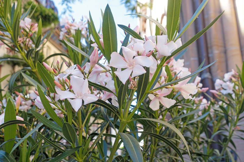 Sommer, Sonne, Oleander