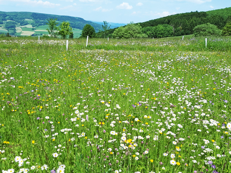 lw-heute.de – Auch intensives Grünland kann artenreicher werden | Auch ...