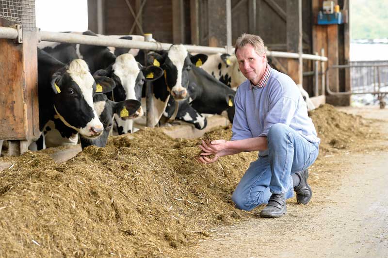 Stroh in Rationen für frischlaktierende Kühe?