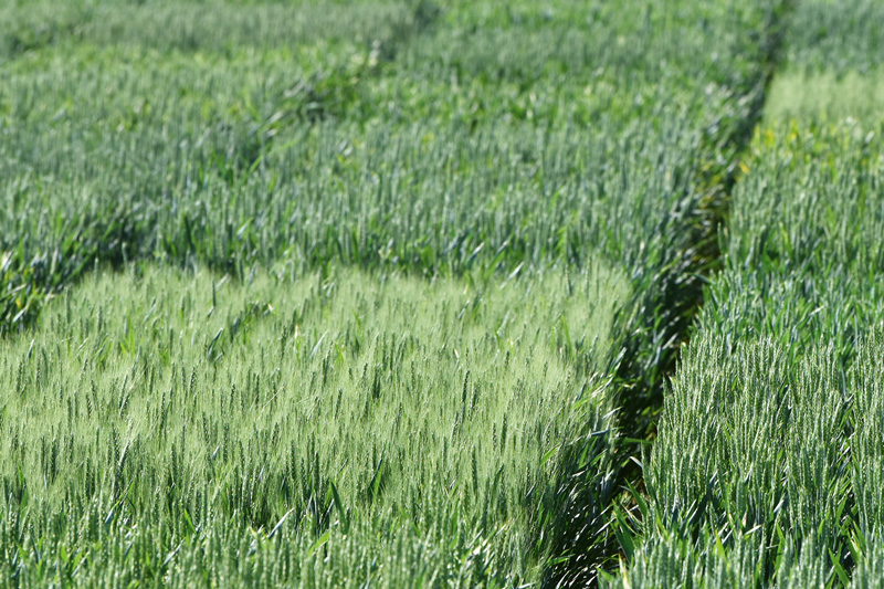 Frühe Sorten konnten 2021 Potenzial nicht ausschöpfen