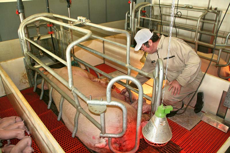 Absage an Ausstiegsprämien für Schweinehalter
