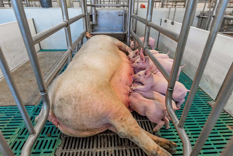 Vitalität und Robustheit bei Schweinen im Fokus